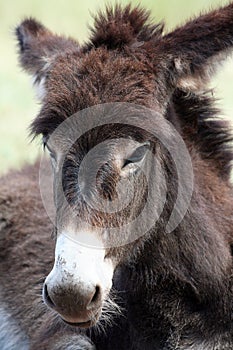 Close Up of a Wild Burro