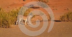 Close up wild Caracal, shy desert lynx in typical arid environment against reddish dunes of Kgalagadi transfrontier park.