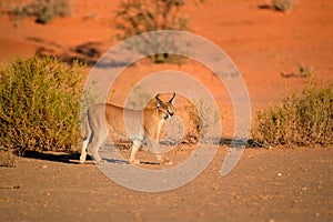 Close up, wild Caracal, side view on walking desert lynx in early morning typical desert environment against reddish dunes of