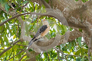 A close-up of a wild Carancho perched on a tree in nature