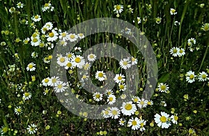 Close-up with wild chamomile flowers on a background of green leaves.