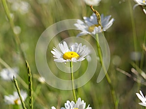 Close Up of Wild Daisies in the Sun