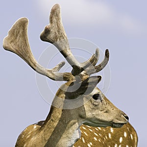 Close-up of wild deer