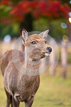 Close up of a wild deer young fawn in nature at national park