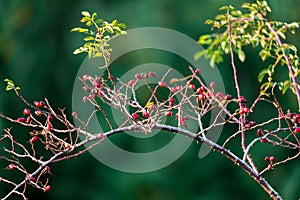 Close up of wild dogrose berry branch on green forest background. Autumn nature sunny day background. Autumn berries concept