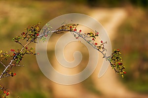 Close up of wild dogrose berry branch on rustic road background. Autumn nature sunny day background. Autumn berries and countrysid
