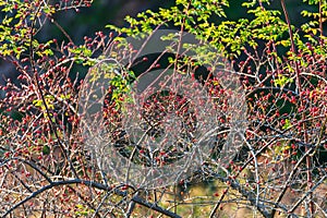 Close up of wild dogrose berry bush on green forest background at sunset. Autumn nature sunny day background. Autumn berries