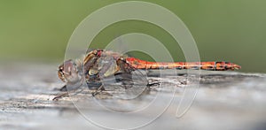 Close-up of a wild dragonfly with a red body and long wings sitting on a piece of old wood against a green background