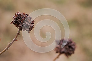 Close-up of wild dried flowers with blurred background