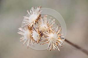 Close-up of wild dried flowers with blurred background