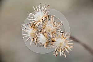 Close-up of wild dried flowers with blurred background