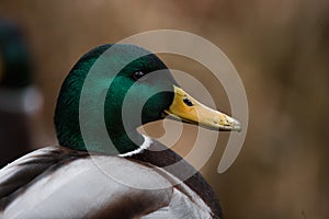 Close-up wild duck nibbles on grass and walks on green grass near a pond. Feathers in macro with water droplets