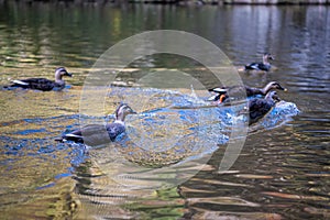 close-up wild ducks ( eastern spot-billed duck ) swimming in water