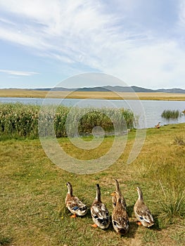 Close-up wild ducks near the lake in summer