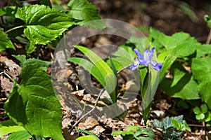 Close up of a Wild Dwarf Crested Iris