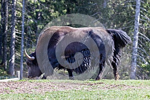 Close up of a wild European Buffalo Bison in Jura photo