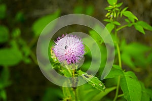 De cerca Salvaje flor 