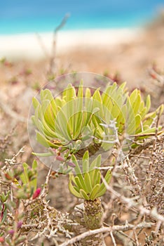 A close-up of a wild flower on Fuerteventura volcano