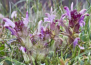 Close-up of a wild flower - Lousewort photo