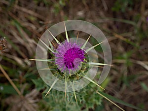 Close-up of the wild flower of a thistle. It is commonly found in the understory of Mediterranean forests