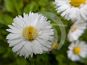 Close up of wild flower with yellow pollen and white petals with rain drops against green grass in garden during day. Macro of