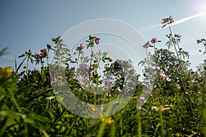 Close up of wild flowers in a meadow, blue sky