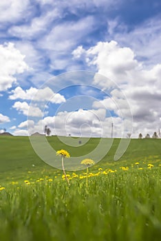 Close up of wild flowers in the middle of a meadow with vivid grasses in spring