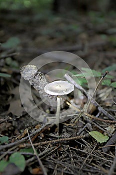 Close up of wild forest mushroom in the woods