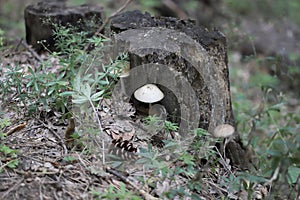 Close up of wild forest mushroom in the woods