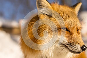Close up of a Wild Fox Grinning