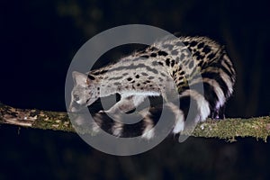 Close up of wild Genet hunting at night in forest