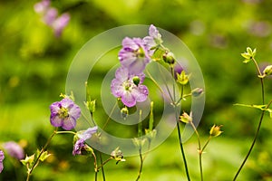 Close Up of Wild Geranium Flowers After Spring Rain