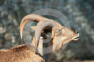 Close Up Of A Wild Goat, Also Called Capra Aegagrus