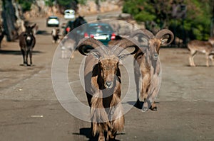 Close Up Of A Wild Goat, Also Called Capra Aegagrus