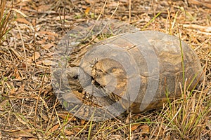 Wild Gopher Tortoise Sitting in the Grass