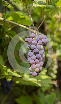 Bunches of wild red wine grapes hang ,sunlight, autumn. closeup