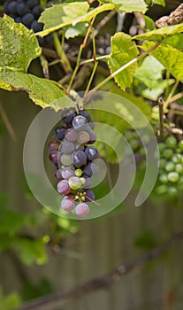 Bunches of wild red wine grapes hang ,sunlight, autumn. closeup