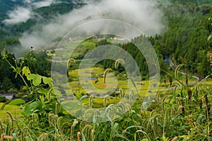 Close up of wild grass with rice field terraces on the background