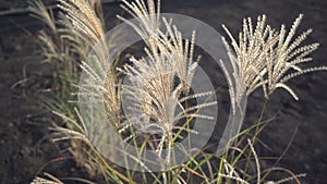 Close-up wild grass with spikelets swaying in the wind, summer plants.Grass with golden and fluffy ears,nature.Spikelets of wild g