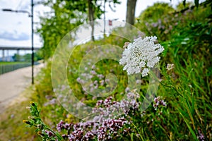 Close-up of wild grasses and flowers seen growing at the side of an urban footpath in summertime.