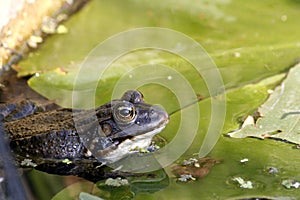 Close-up of a wild green frog on a pond of water.
