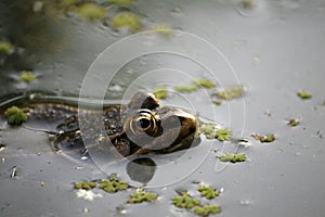 Close-up of a wild green frog on a pond of water - 2