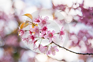 Close-up of Wild Himalayan cherry blooming