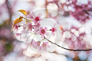 Close-up of Wild Himalayan cherry blooming