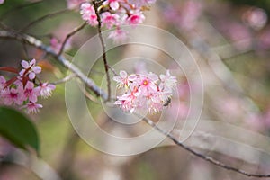 Close-up of Wild Himalayan cherry blooming (Prunus cerasoides)