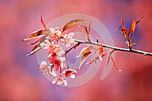 Close up wild himalayan cherry blossom blooming