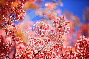 Close up wild himalayan cherry blossom blooming