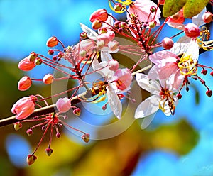 Close up Wild Himalayan Cherry on branch tree.