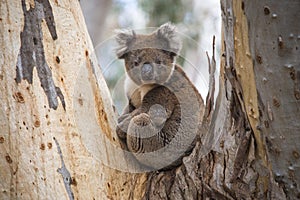 Close-up of Wild Koala in the eucalyptus forests of Kangaroo Island, South Australia