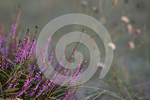 Close-up of wild lavender bushes on the beach. Blurred background. Small depth of field
